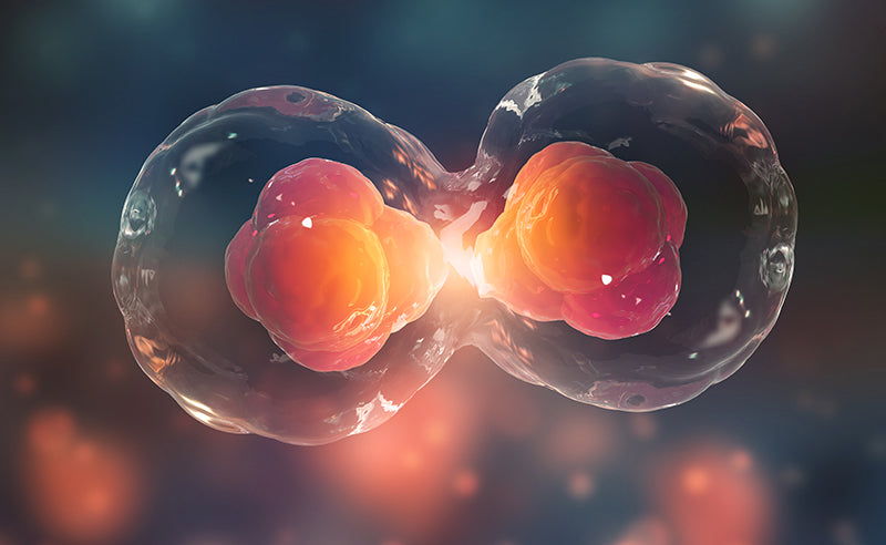 What is cell viability and cell proliferation?