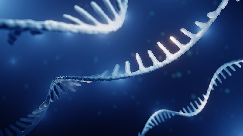 The function of mRNA
