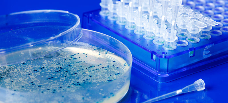 What is the function of plasmid DNA?