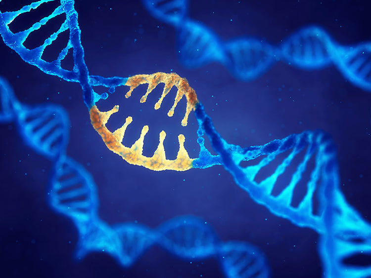 Plasmid DNA (pDNA) – Single Use Support