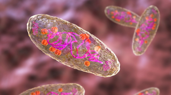 Plasmid DNA – 7 facts about pDNA