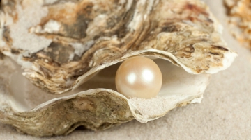 Was die biopharma von Austern lernen kann