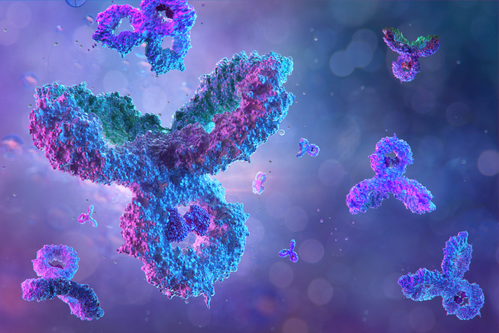 What are monoclonal antibodies?