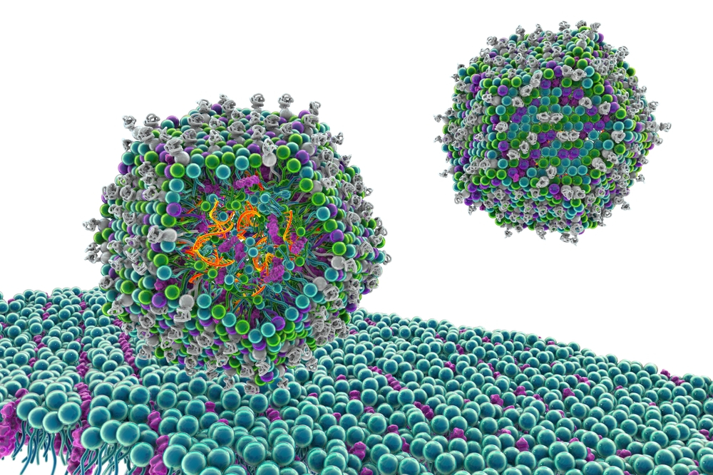 Mechanism of action in gene delivery