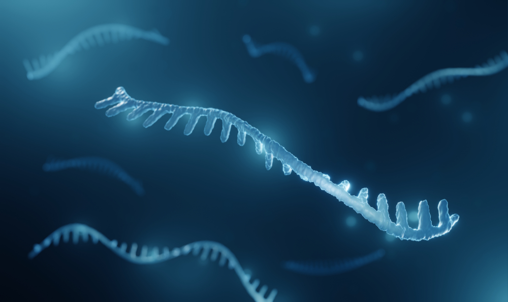 Structure and types of messenger RNA