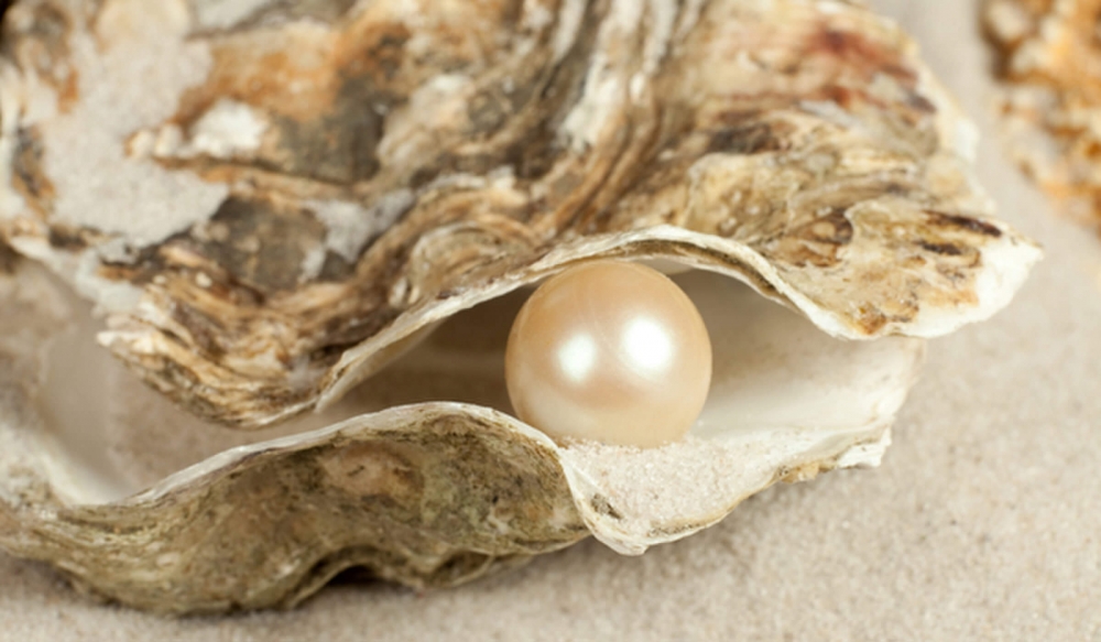 Was die biopharma von Austern lernen kann