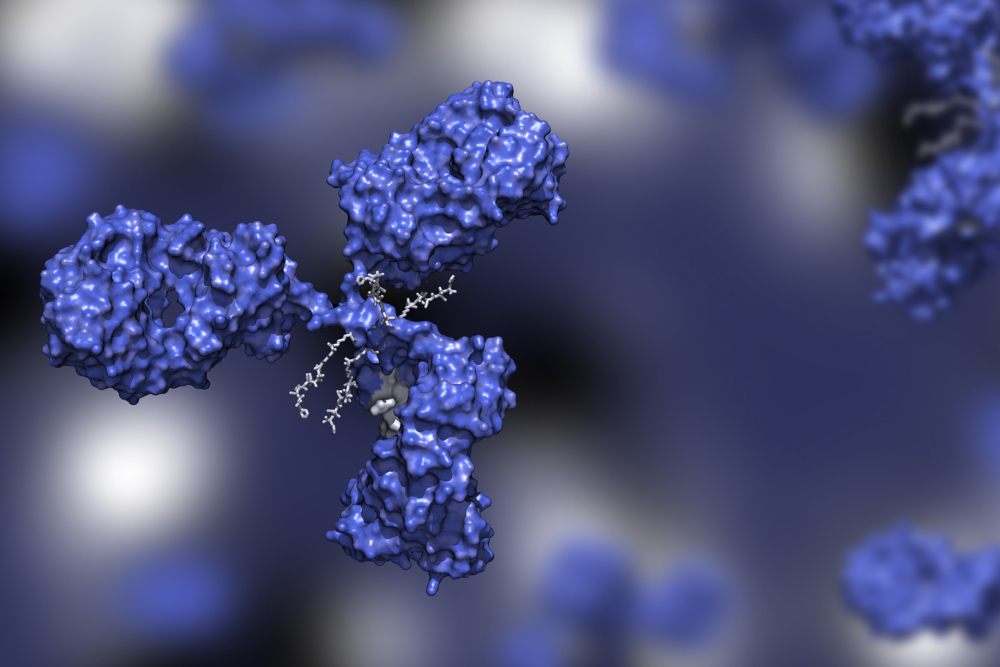 The Structure of Antibody-Drug Conjugates (ADCs)