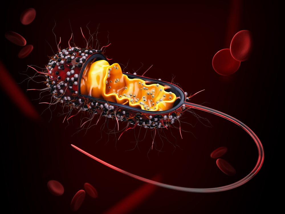 What is the function of plasmid DNA?