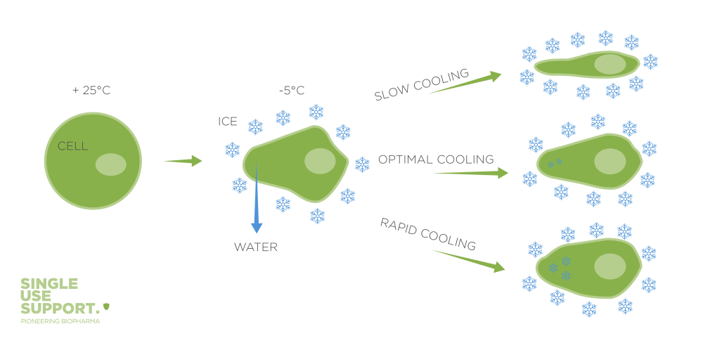 Cryopreservation of Stem Cells_Single Use Support_with logo