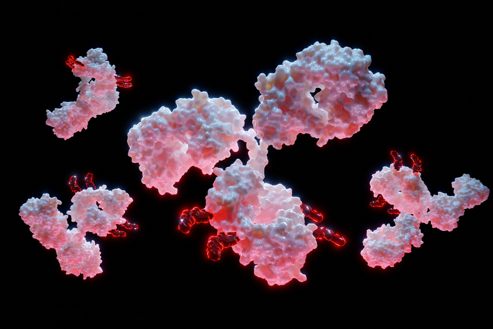 Components and structure of bioconjugates