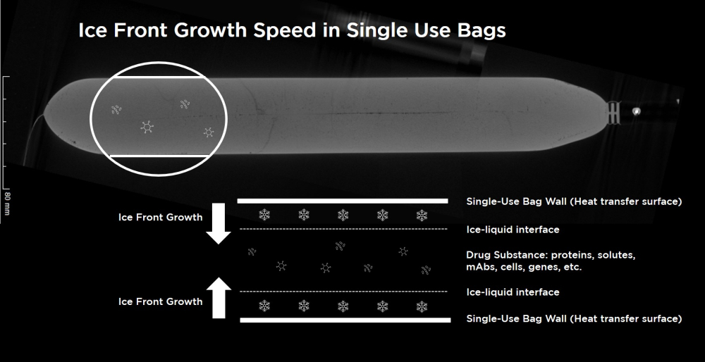 Ice front growth speed in single-use bags